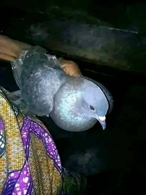 #AFRICA BRING BACK LOST LOVE SPELLS, LOVE SPELLS.