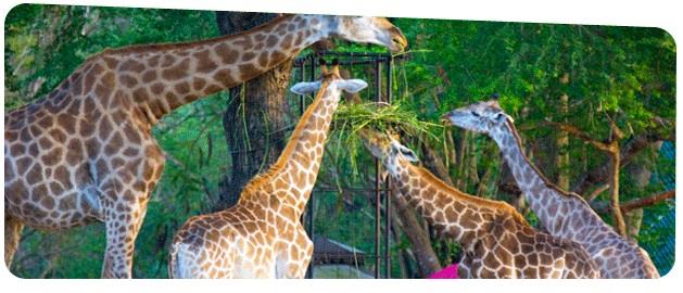 animal-exchange-services