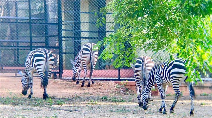 Animal transportation services