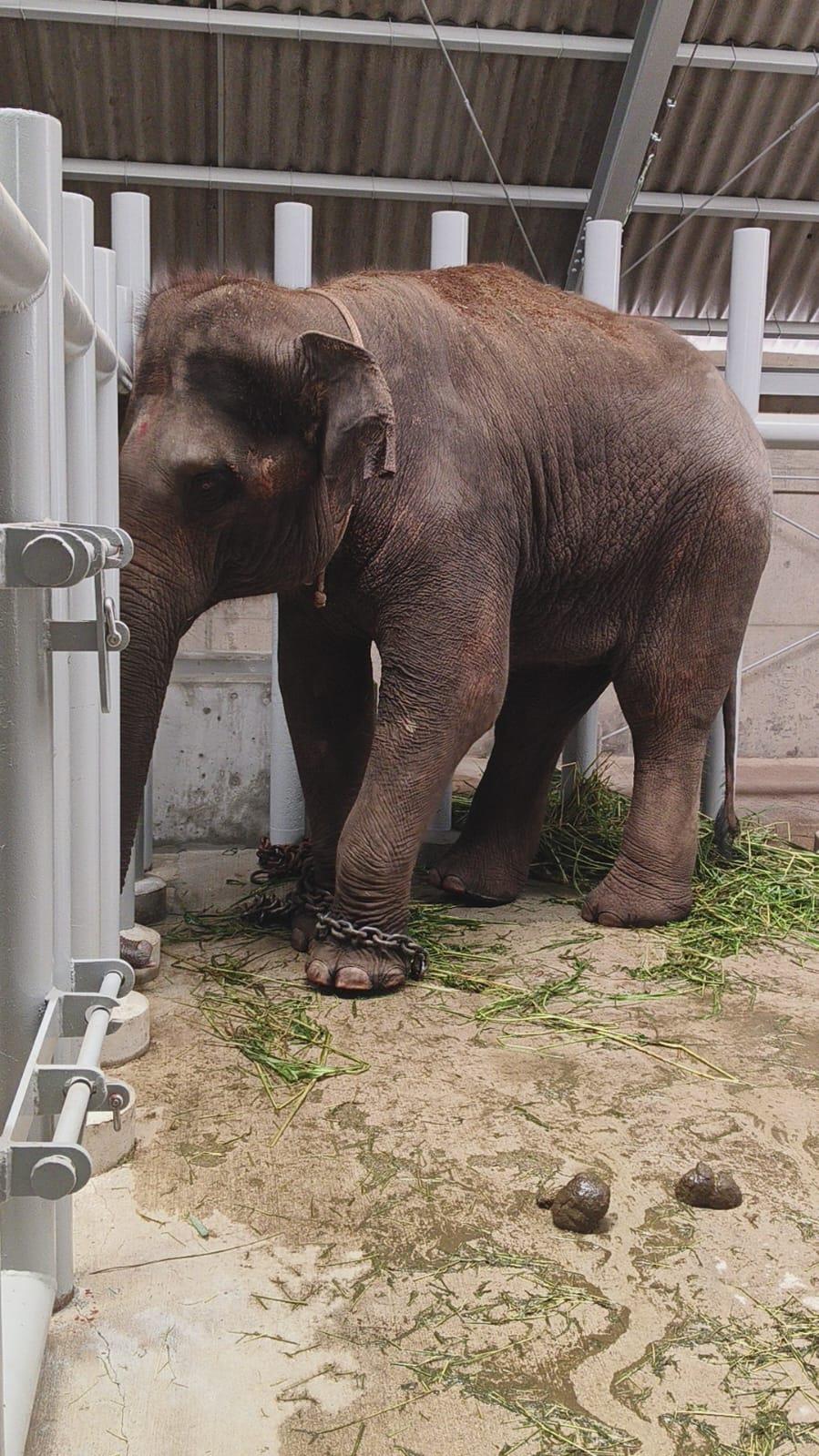 Animal transportation services