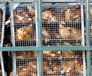 Caged Chickens at DeCoster's Farm